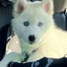Siberian Husky puppies from TRUHUSKY SIBERIANS