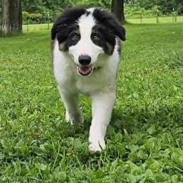 LTK's Scáth - Tri-color male Border Collie puppy in New London, Wisconsin from LaTiKi Border Collies