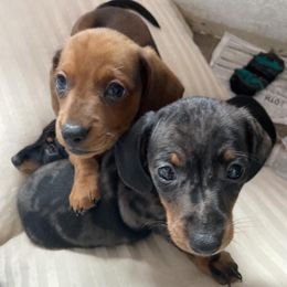 Dachshunds from The Oswalds PNW Dachshunds
