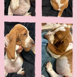 Basset Hound Puppies from For the Love of Long Ears AKC purebred Basset Hounds