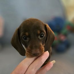 Rayna - Chocolate and tan female Dachshund puppy in Dunnellon, Florida from Southern Class with Sass Doxies
