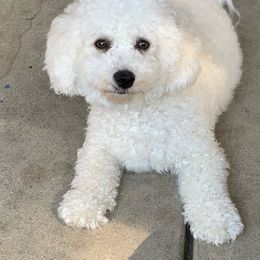 Zoey - Bichon Frise