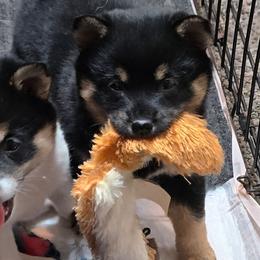 Black and tan girl - Black and tan female Shiba Inu puppy in Middlefield, Ohio from Muddy Rock Farm