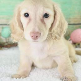 Coral - Dachshund