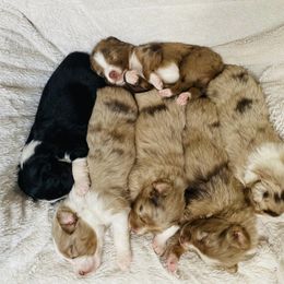 Australian Shepherd Puppies from Southern Luck Aussies