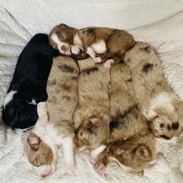 Australian Shepherd Puppies from Southern Luck Aussies