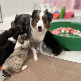 Golden Retriever, Miniature American Shepherd, and Siberian Husky Puppies from HuskiesAndGoldensWithFinesse