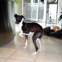 Portia - Italian Greyhound