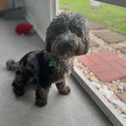 Goldendoodles from Palm Beach Doods