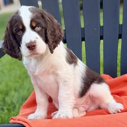 November - Liver white and tan male English Springer Spaniel puppy in Tea, South Dakota from Mindy's English Springer Spaniels