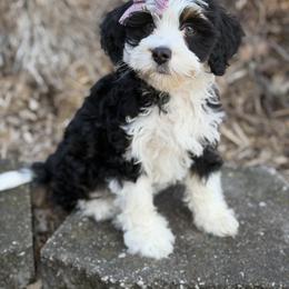 Rhea - Tri-color female Bernedoodle puppy in Henry, Illinois from Rowe Farms Doodles
