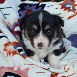 BLUE BOY-fluffy tail docked - Black and tan male American Corgi puppy in Walker, Iowa from Double K Corgis