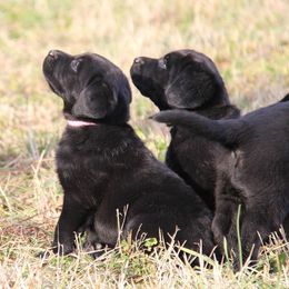 Labrador Retriever Puppies from Trapper Creek Labradors