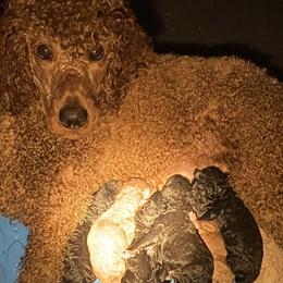 Honey - Poodle