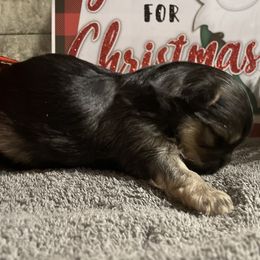 Izzy - Black & tan tri-color male Morkie puppy in Taylorsville, North Carolina from Mountain Top Hot Tailz