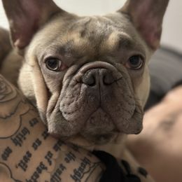 Dachshund and French Bulldog All Grown Up from TheFrenchieVille