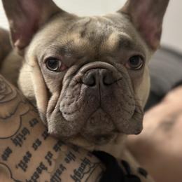 Dachshund and French Bulldog All Grown Up from TheFrenchieVille