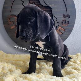 Yellow Collar - Black female Great Dane puppy in Alton, Illinois from Show Me Great Danes and Basset Hounds