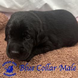 First Pick Black Male - Black male Labrador Retriever puppy in Greater Houston Area, Texas from Coram Deo Retrievers