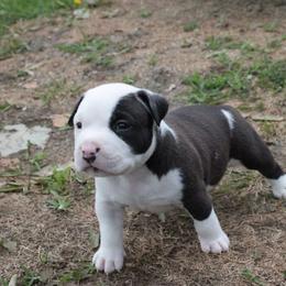 Nomad - Black male American Bully puppy in Jefferson, Ohio from Blue Fury's