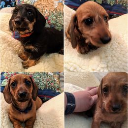 Dachshund Puppies from Grand River Dachshunds