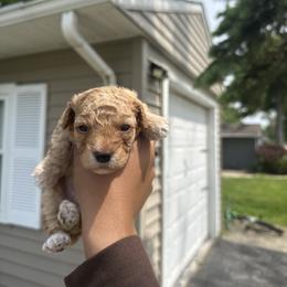 Velma - Red  female Poodle puppy in Matteson, Illinois from Chitownpupz