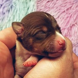Chihuahua and Rat Terrier Puppies from Emadens