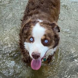 Miniature Australian Shepherds from Puppies with Attitude