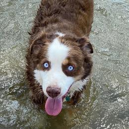 Miniature Australian Shepherds from Puppies with Attitude