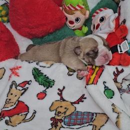 Rose - Chocolate tri-color female Bulldog puppy in Franklin Grove, Illinois from Illinois Bullies Kennel