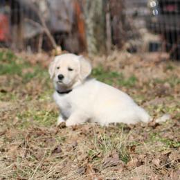 Golden Retriever Puppies from Golden Barnes Kennel