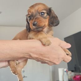 Girl 1 - Red Dachshund puppy in Phoenix, Arizona from Jennifer's Guardian Doxies