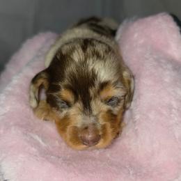 Tiramisu - Dapple female Dachshund puppy in Arthur, Illinois from Dachs and Poms