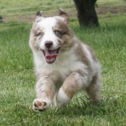 Goldendoodles and Miniature American Shepherds from Coffee Run Spring at Miller Farms