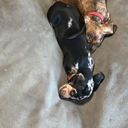 Dachshund Puppies from Witchy Woman’s Wiener’s