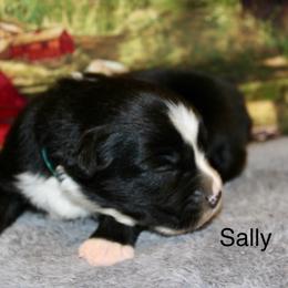 Sally - Black tri female Miniature Australian Shepherd puppy in Ronan, Montana from Dirt Road Aussie’s of Montana