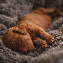 Milo - Petite (Micro) Goldendoodle Male - Red  male Goldendoodle puppy in Lancaster, California from Kid's Best Doodle