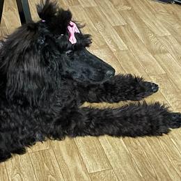 Pixel - Goldendoodle