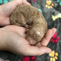 Harvest Rowan - Apricot male Poodle puppy in Corona, California from Garden Of Poodles