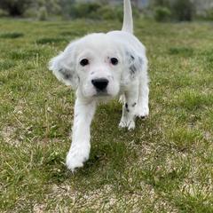 English Setter Puppies from Steens Mountain Setters