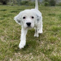 English Setter Puppies from Steens Mountain Setters