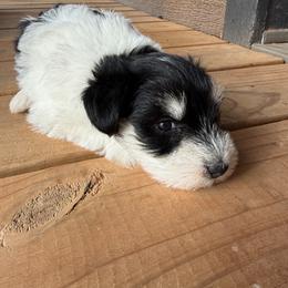 Miniature Schnauzer Puppies from Foust Family