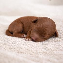 Skye - Red  female Goldendoodle puppy in Oak Hills, California from High Desert Doodles