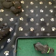 Boykin Spaniel Puppies from Five-Springs-Kennels