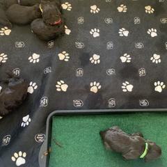 Boykin Spaniel Puppies from Five-Springs-Kennels
