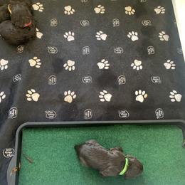 Boykin Spaniel Puppies from Five-Springs-Kennels