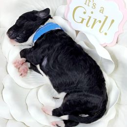 Bernedoodle Puppies from St. Louis Doodle Ranch