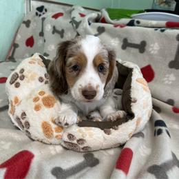 Max - Dapple male Dachshund puppy in Cumby, Texas from Dog Daze Ranch
