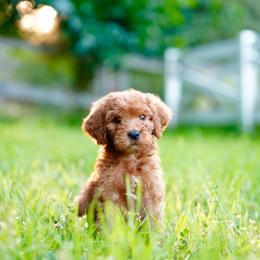Peanut - Apricot male Goldendoodle puppy in Spokane, Washington from Doodle Love