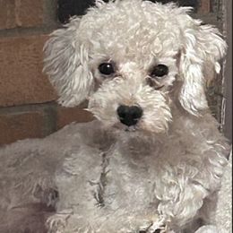 Skipper - Poodle